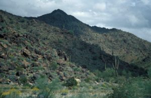 Photograph of Sonoran Desert, AZ