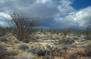 Photograph of desert, sw AZ