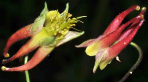 Photograph of Aquilegia canadensis