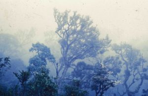 Photograph of cloud forest, Bolivia