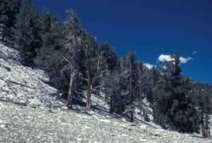 Photograph of Bristlecone National Forest, White Mts, CA