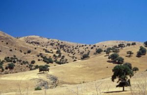 Photograph of oak savanna in s CA