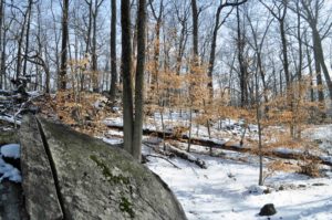 Photograph of woods at Cranberry Lake Preserve, NY