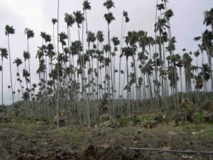 Photograph of vegetation in Guantanamo, Cuba