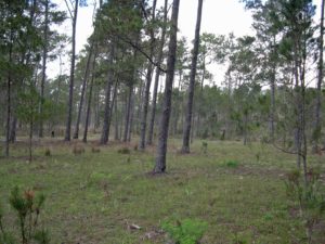 Photograph of pine forest in Bahoruco, Dominican Republic