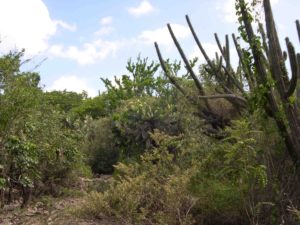 Photograph of vegetation near Pedernales, Dominican Republic