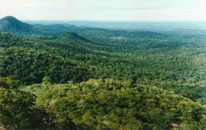 View of forest canopy, Jatun Sacha Biological Reserve, Ecuador