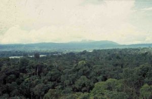 View of forest canopy, Jatun Sacha Biological Reserve, Ecuador