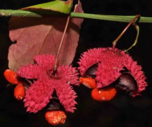 Photograph of Euonymus americanus