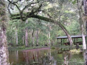 Photograph of bottomland forest, Devil's Hammock, Levy County, FL