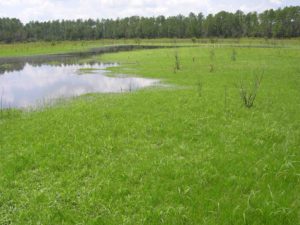 Photograph of basin marsh, Gar Pond area, FL