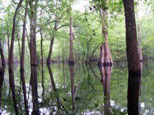 Photograph of basin swamp, near the Suwanee River, FL