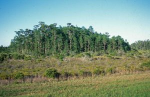 Photograph of dome swamp, Putnam County, FL