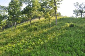 Photograph of Cave Creek glade, IL