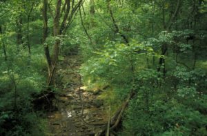 Photograph of woods at Ft Boonesboro State Park, KY