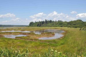 Photograph of marsh in Reid State Park, ME