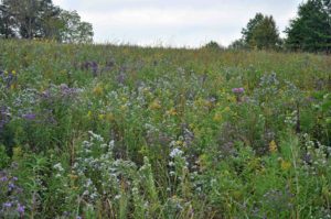 Photograph of prairie at Shaw Nature Reserve, MO