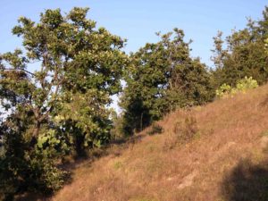 Photograph of vegetation in Michoacan, Mexico