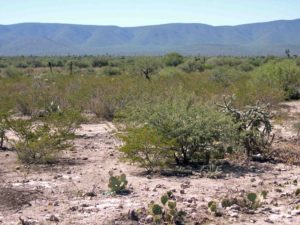 Photograph of desert scrub in Mexico