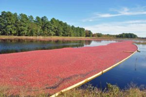 Photograph of cranberry bog, Brendan Byrne State Forest, NJ