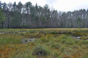 Photograph of lanscape in bog and swamp, near Martha in Pine Barrens, NJ