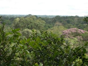 Photograph of forest canopy from walkway, Peru