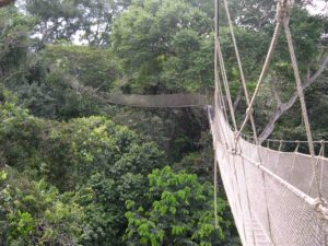 Photograph of Amazon canopy walkway, Peru