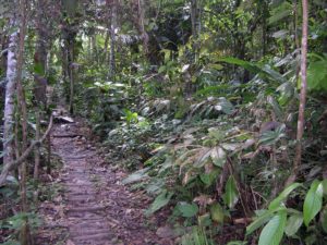 Photograph of rainforest near Iquitos, Peru