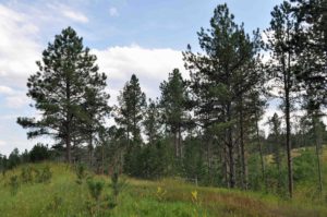 Photograph of Black Hills, SD