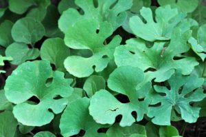 Photograph of Sanguinaria canadensis