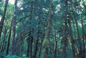 Photograph of woods in Olympic National Forest, WA